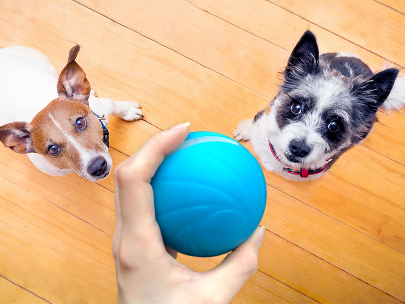 dog smart ball cheerble