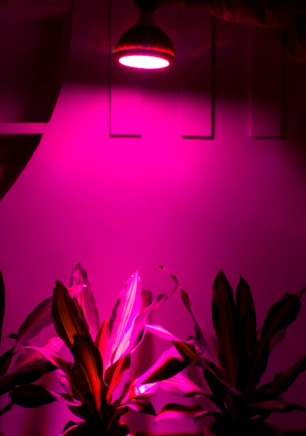 LED growing light
