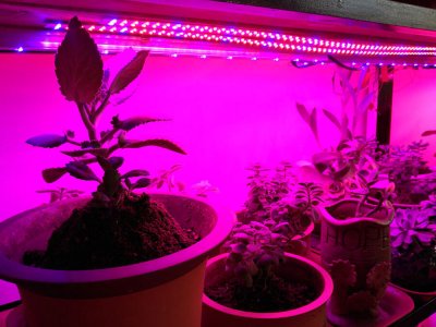 LED plant light bar