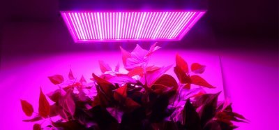 LED grow lamp